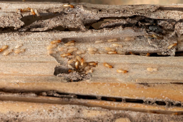Best Insect Control  in Mathis, TX
